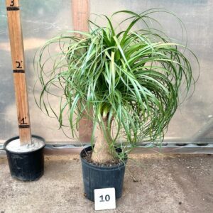 Beaucarnea Recurvata "Ponytail Palm" - Cutbacks