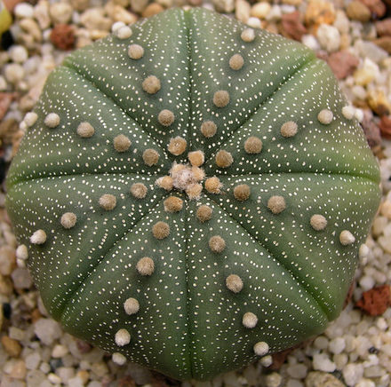 Astrophytum "Star Cactus"