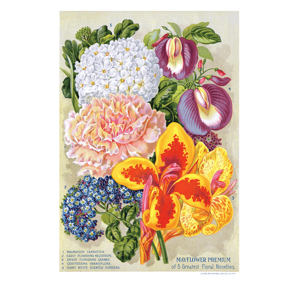 Five Floral Novelties - Blank Card