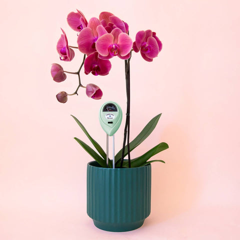 3-in-1 Moisture Meter