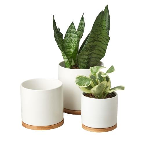 White Cylinder Pots with Wood Saucers