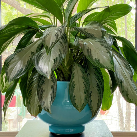 Chinese Evergreen - Aglaonema 'Silver Bay' in an Aqua Julius Planter by Potted