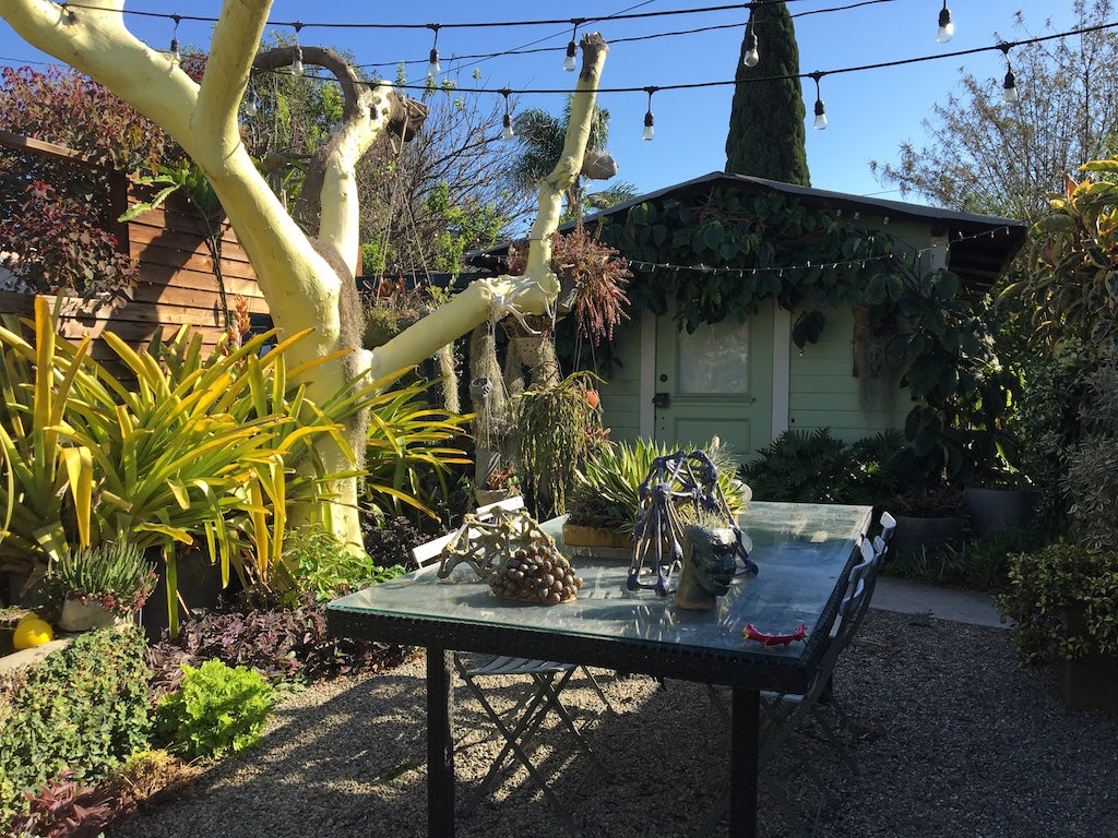 A Plant Lovers Garden