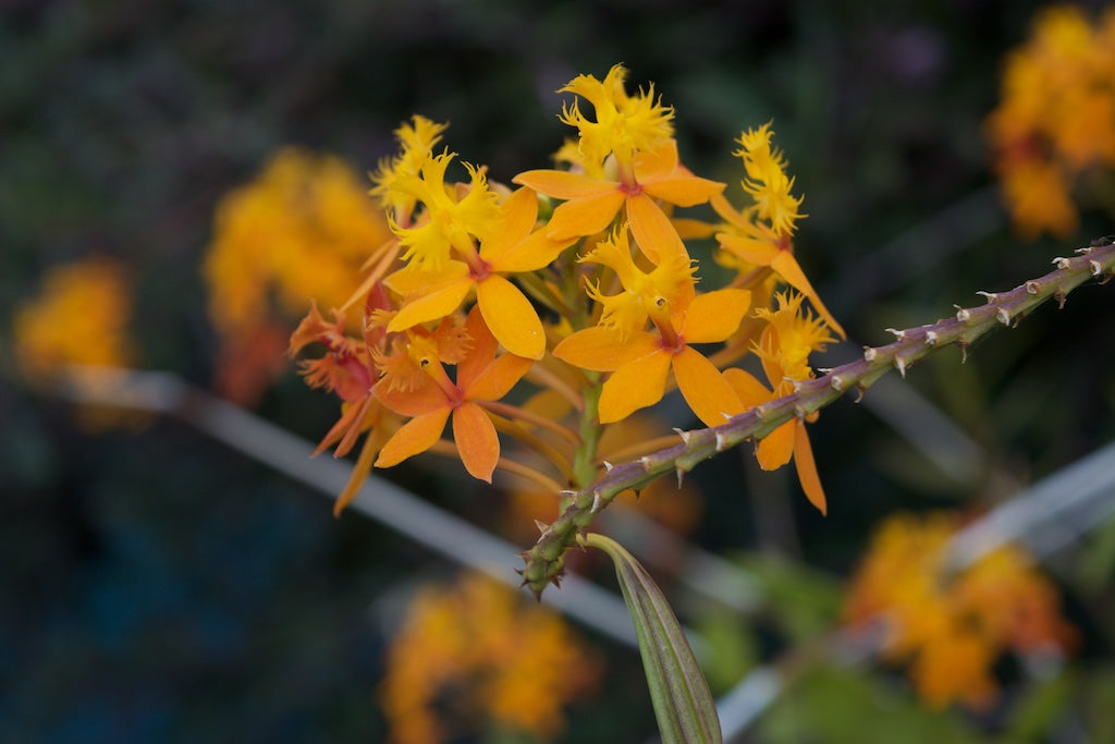 Plants 101: Epidendrum Orchids