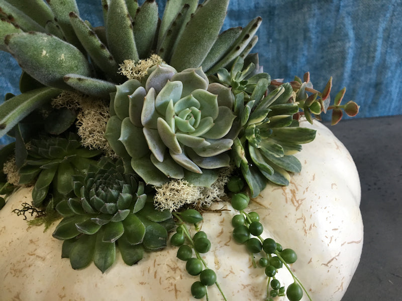 How To Make a Succulent Pumpkin Centerpiece