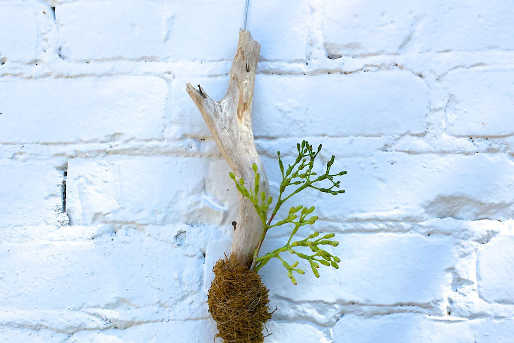 How To Make a Rhipsalis Branch Planter