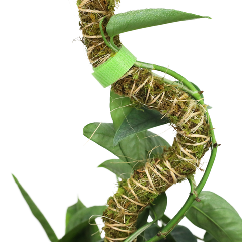 3 Pack Bendable Moss Pole™ 𝘛𝘏𝘐𝘕