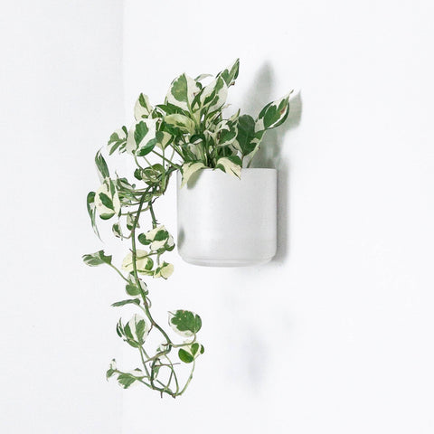 Wall Mounted Signature Stone Planters