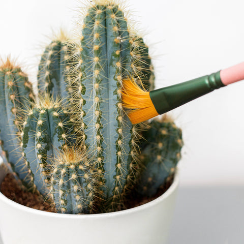 Mini Cactus Cleaner Brushes