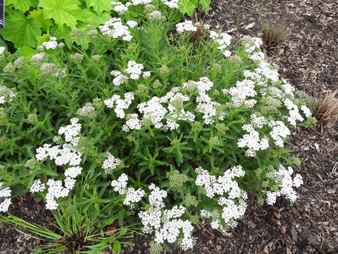 Achillea New Vintage White