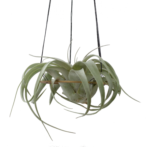 Minimal Xerographica Plant Hanger