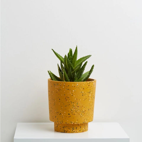 Terrazzo Banjo Planter