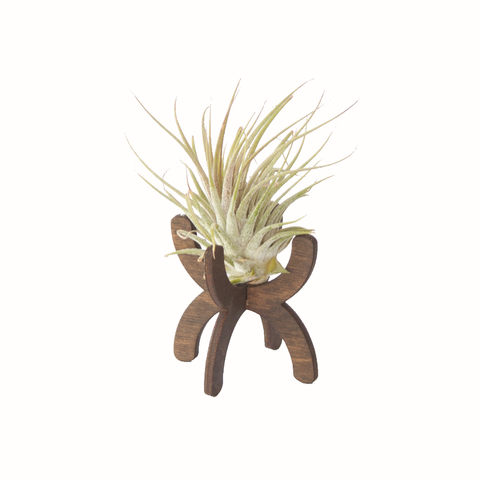 Desktop Hourglass Air Plant Stand