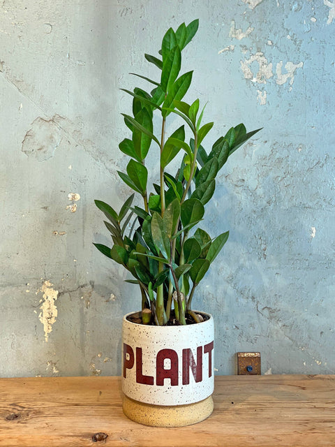 PLANT White Speckle Planter