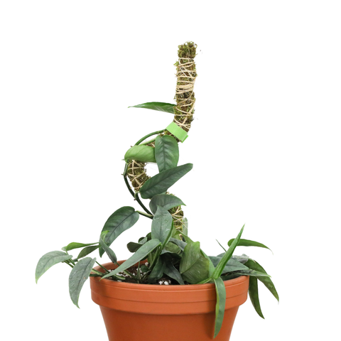 3 Pack Bendable Moss Pole™ 𝘛𝘏𝘐𝘕