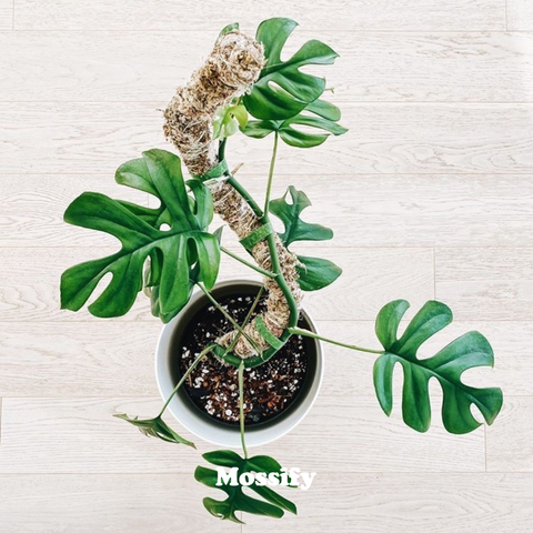 Original Bendable Moss Pole™ - Climbing Plants