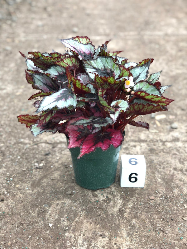 Begonia Rex - Assorted