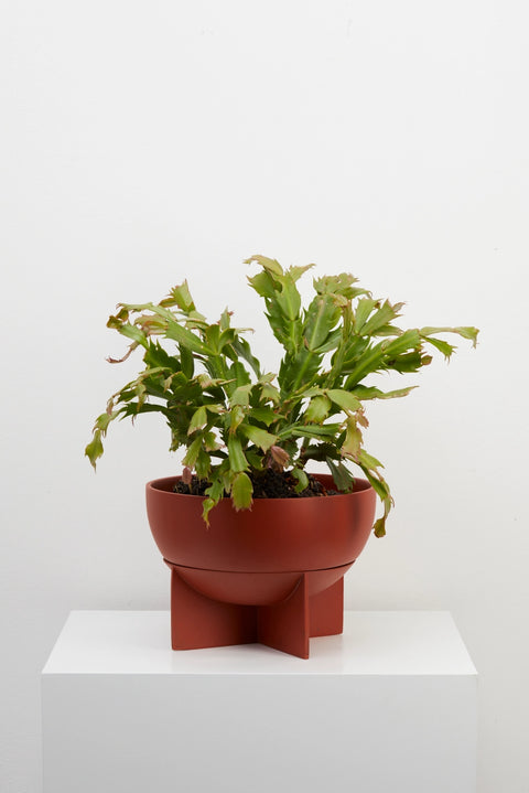 Dome Eros Planter