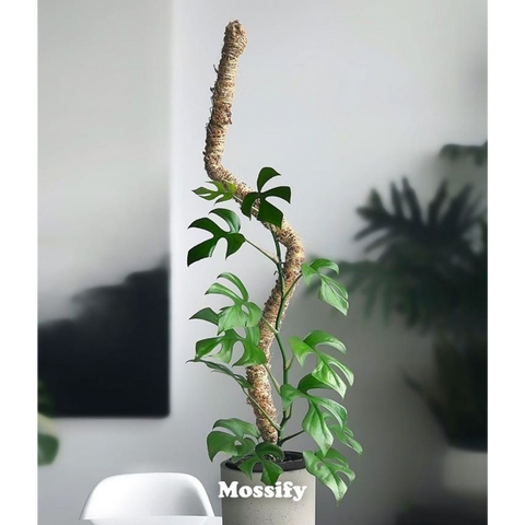 Original Bendable Moss Pole™ - Climbing Plants