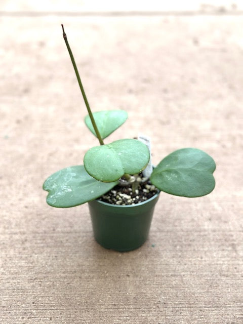 Hoya Kerrii, Vine, Green