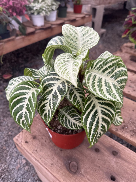 Aphelandra White Gardenia