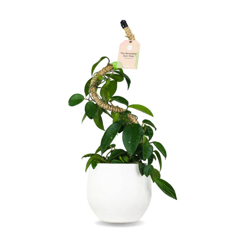 Original Bendable Coir Pole™ - Climbing Plants