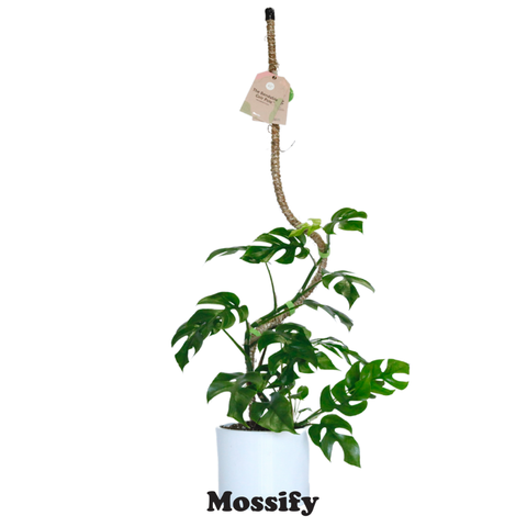 Original Bendable Coir Pole™ - Climbing Plants