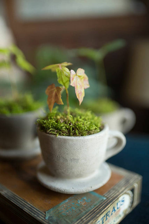 Concrete "Tea & Coffee" Cup Planter