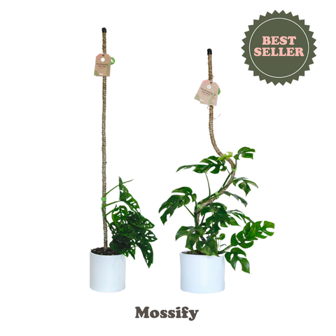 Original Bendable Coir Pole™ - Climbing Plants