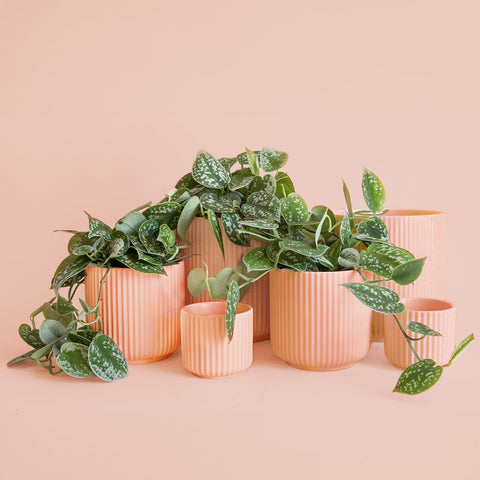 Lucy Pot