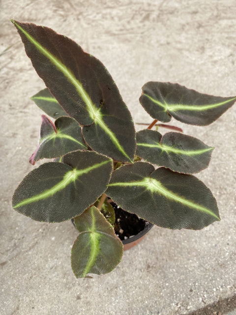 Begonia, Listada, Striped