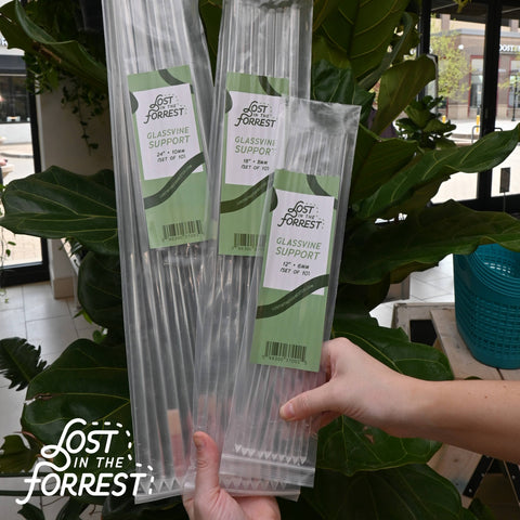 Glassvine Plant Support
