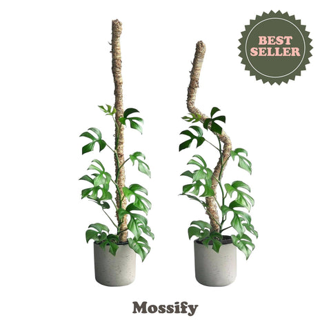 Original Bendable Moss Pole™ - Climbing Plants