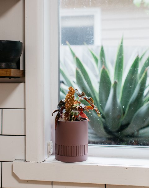 Etch Planter