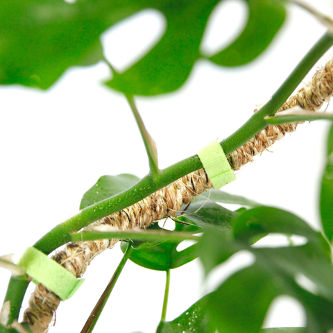 Original Bendable Coir Pole™ - Climbing Plants