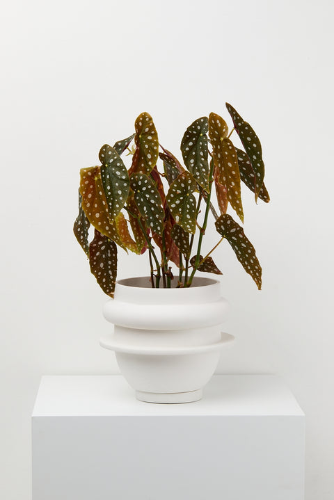 Bud Planter