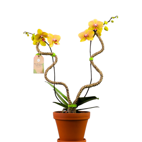 Original Bendable Coir Pole™ - Climbing Plants