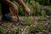 Dandelion Weeding Fork