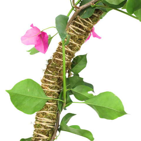 3 Pack Bendable Moss Pole™ 𝘛𝘏𝘐𝘕