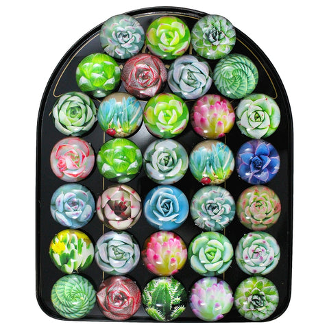 Succulent Dome Magnet Magnet