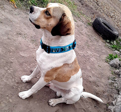 Tribal Pattern Ecuadorian Dog Collar