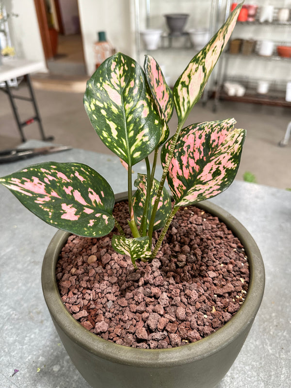 Aglanema Commutatum 'Pink Dalmatian' Potted Plant Bundle