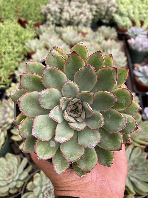 Echeveria Pulidonis