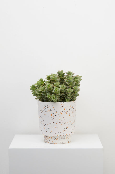 Terrazzo Banjo Planter