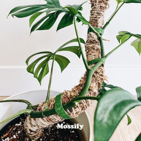 Original Bendable Moss Pole™ - Climbing Plants