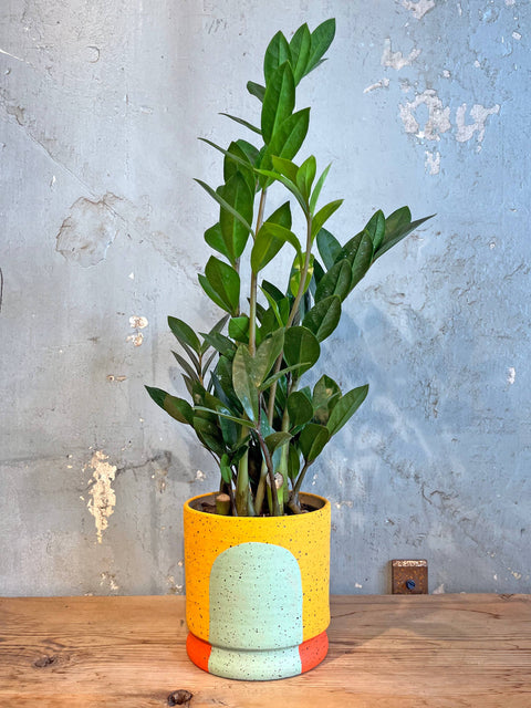 The Phoebe Portal Planters