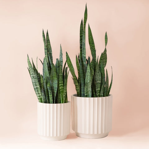 Monroe Pot