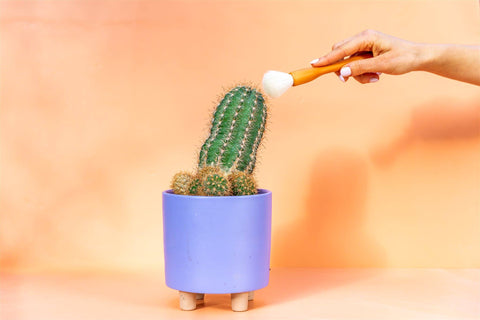 Cactus Dusting Brush - 2 pack