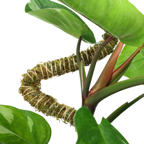 3 Pack Bendable Moss Pole™ 𝘛𝘏𝘐𝘕
