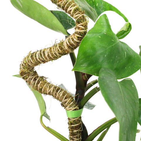 3 Pack Bendable Moss Pole™ 𝘛𝘏𝘐𝘕